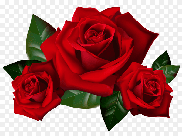 Red rose flower on transparent background PNG