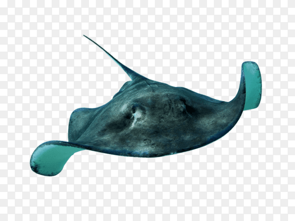 Stingray isolated on transparent background PNG