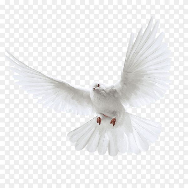 White Pigeon on transparent background PNG