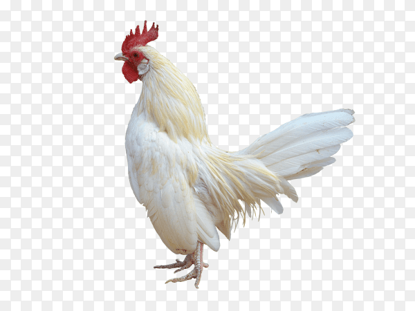 White Rooster isolated on transparent background PNG