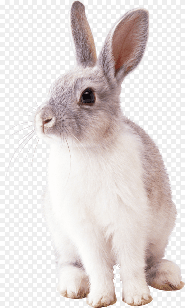 White rabbit isolated on transparent background PNG