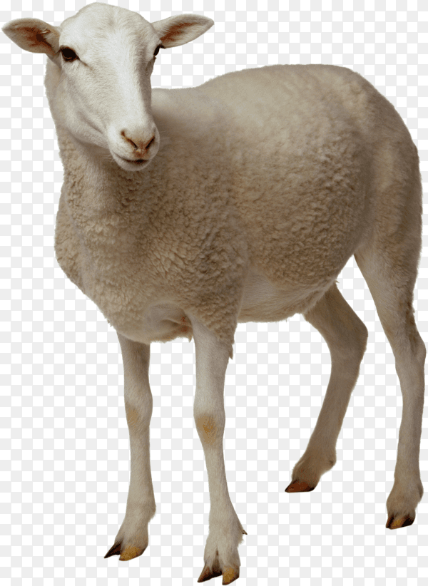 White sheep kid on transparent background PNG