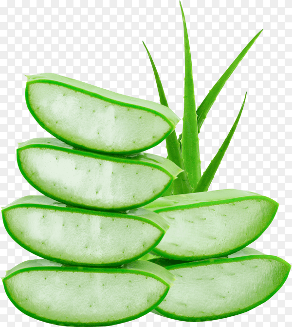 Aloe vera isolated on transparent background PNG