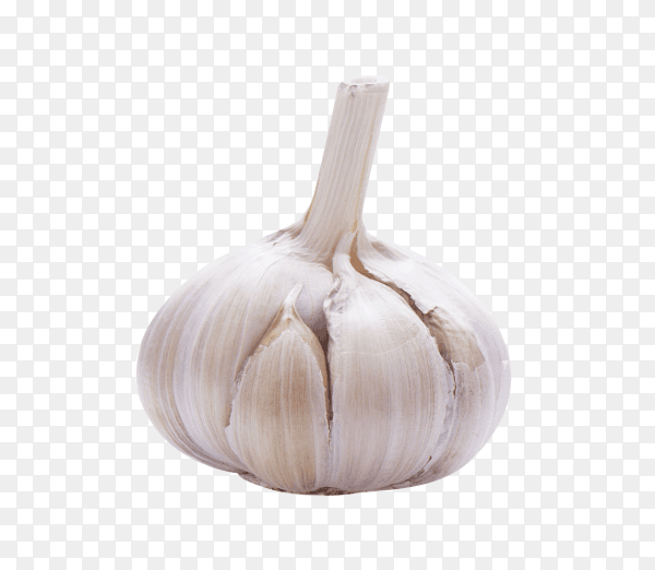Close up of fresh garlic on transparent background PNG