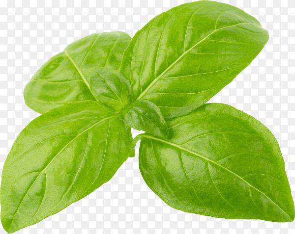 Close up of fresh green basil herb leaves isolated on transparent background PNG