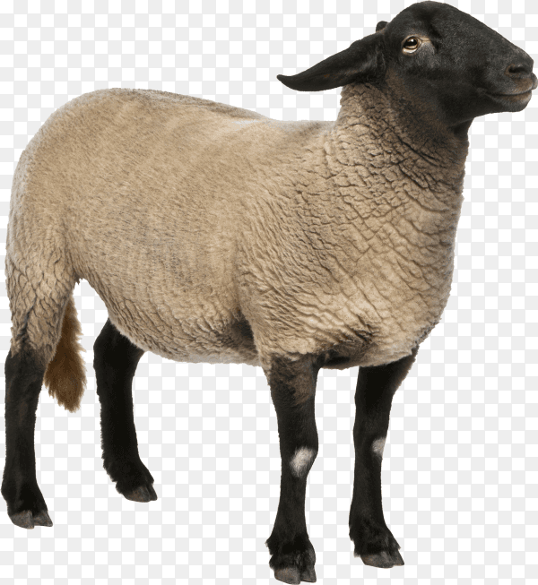 Female suffolk sheep ovis aries standing isolated on transparent background PNG