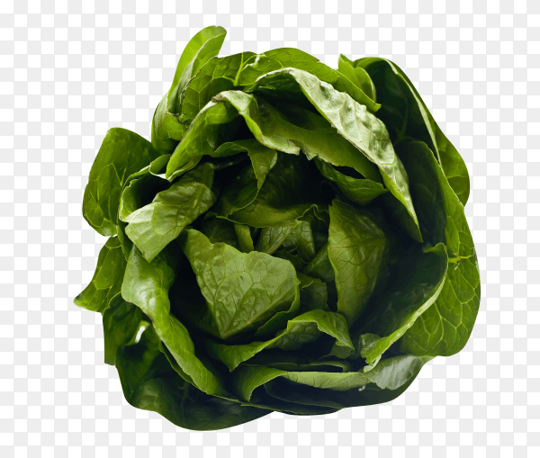 Fresh Lettuce isolated on transparent background PNG