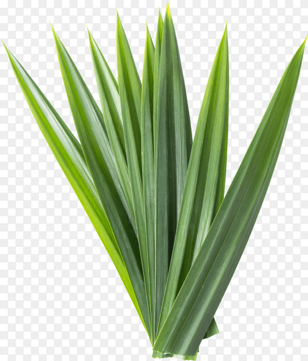 Fresh green pandan leaves isolated on transparent background PNG