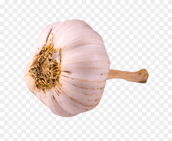 Fresh raw garlic on transparent background PNG