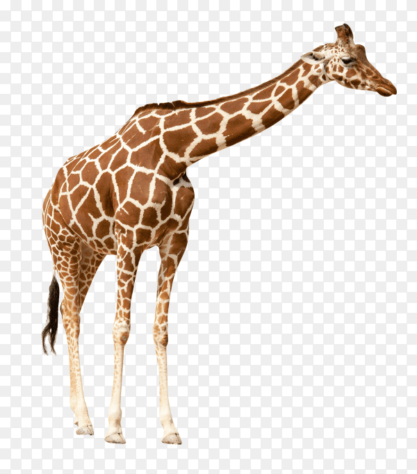 Giraffe isolated on transparent background PNG