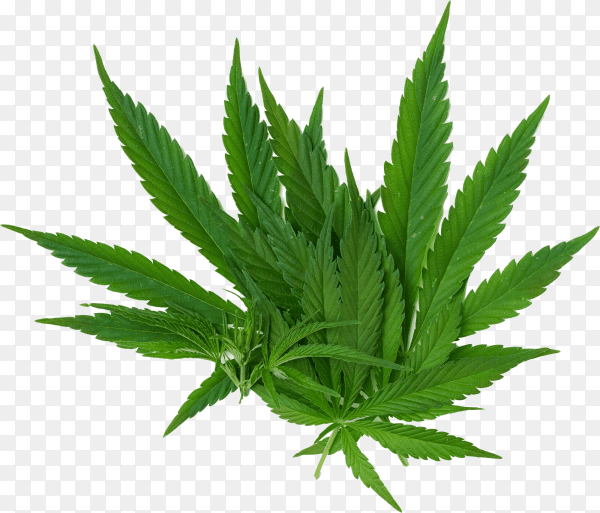 Green cannabis leaves isolated on transparent background PNG