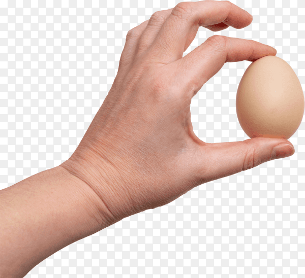 Hand holding raw chicken egg isolated on transparent background PNG