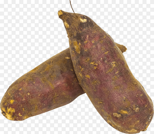 Japanese sweet potato isolated on transparent background PNG