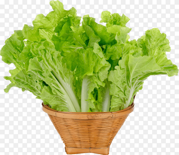 Lettuce leaves in basket isolated on transparent background PNG