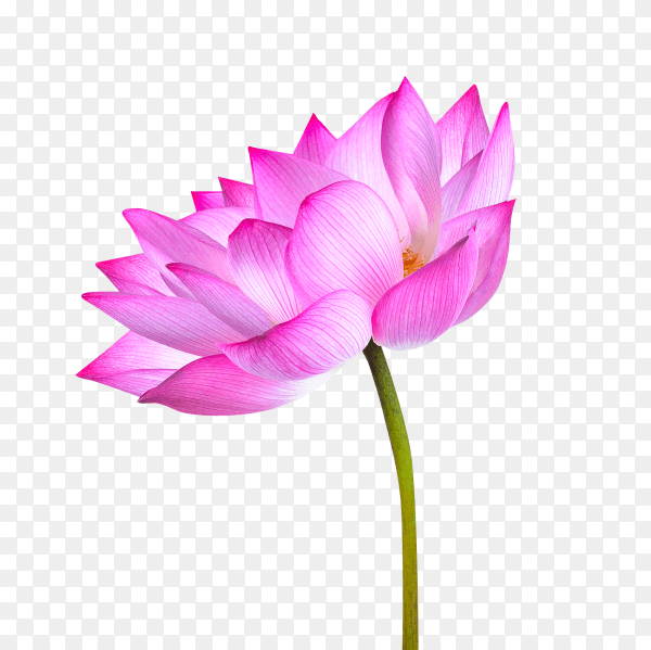 Lotus flower isolated on transparent background PNG