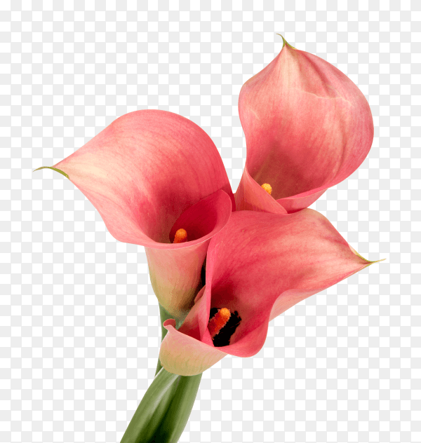 Pink calla lilies on transparent background PNG