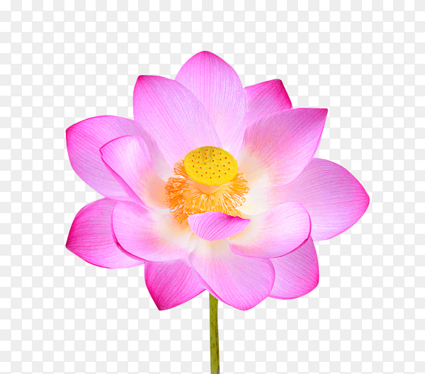 Pink lotus flower isolated on transparent background PNG