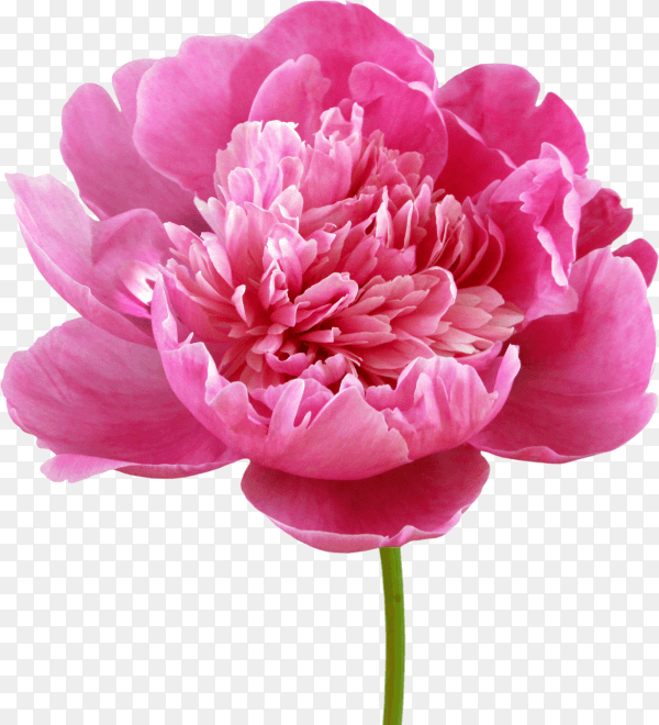 Pink peony flower isolated on transparent background PNG