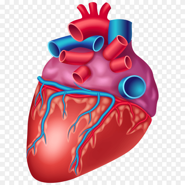 Realistic human heart on transparent background PNG
