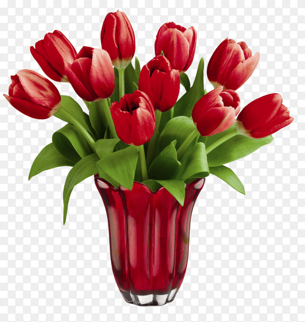 Red Tulip Flower Bouquet on transparent background PNG