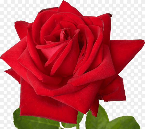 Red blooming rose isolated on transparent background PNG