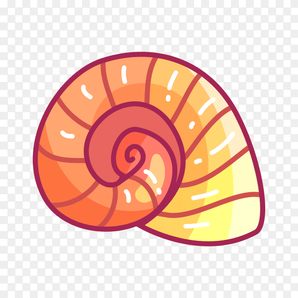 Sea natural shell on transparent background PNG