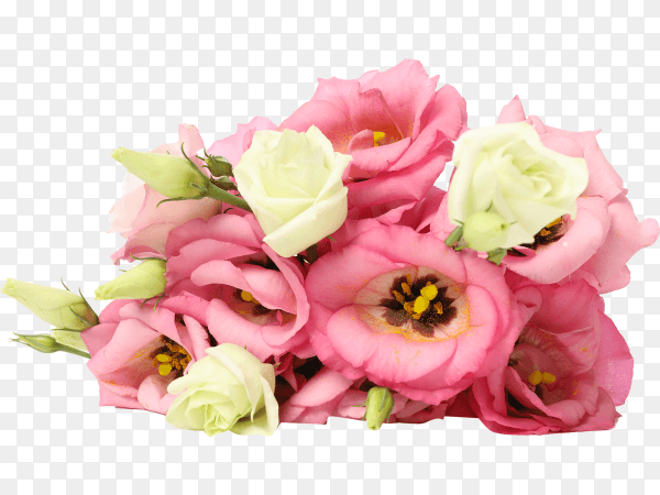 Beautiful Eustoma flowers isolated on transparent background PNG