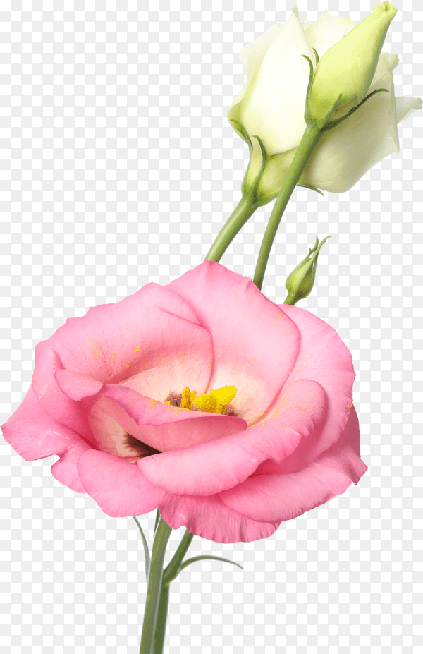 Beautiful eustoma flowers on transparent background PNG