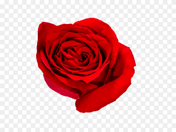 Beautiful red rose on transparent background PNG