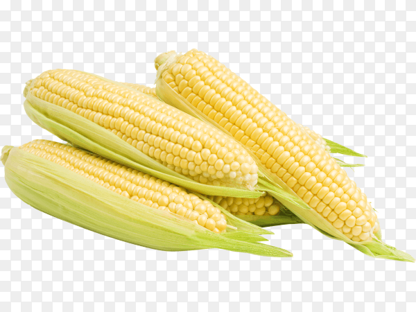 Corn in the leaves isolated on transparent background PNG