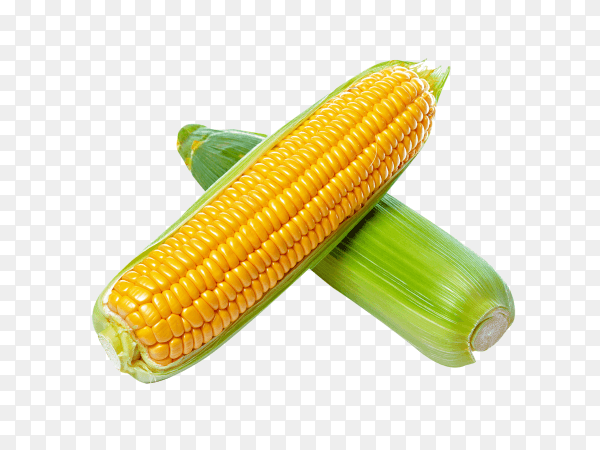 Corn isolated on transparent background PNG