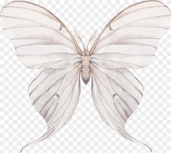 Cute watercolor butterfly hand drawn on transparent background PNG