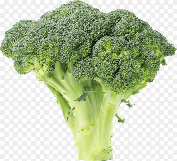 Fresh broccoli vegetable on transparent background PNG