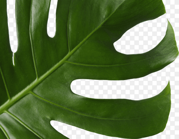 Green palm leaf isolated on transparent background PNG
