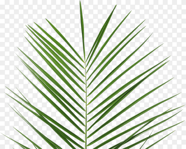 Green palm leaf on transparent background PNG