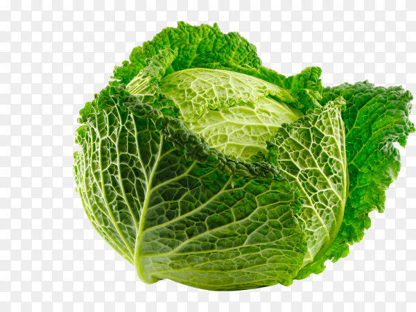 Green savoy cabbage isolated on transparent background PNG