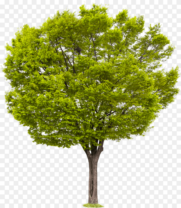Green tree isolated on transparent background PNG