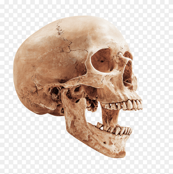 Human skull isolated on transparent background PNG