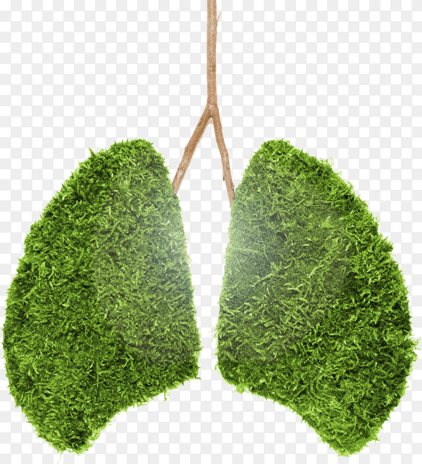 Image of human lungs from green moss on transparent background PNG