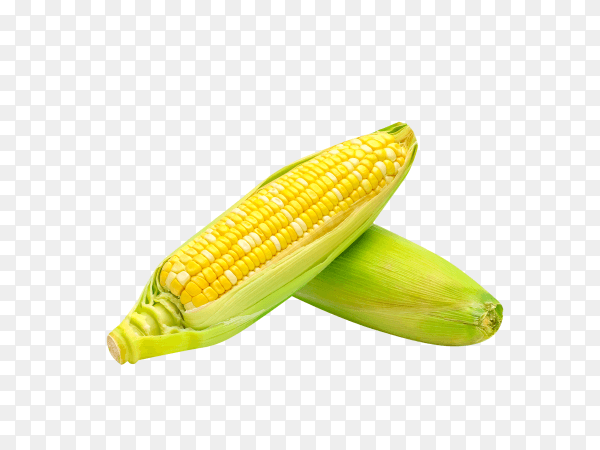 Isolated two tone sweet corn on transparent background PNG