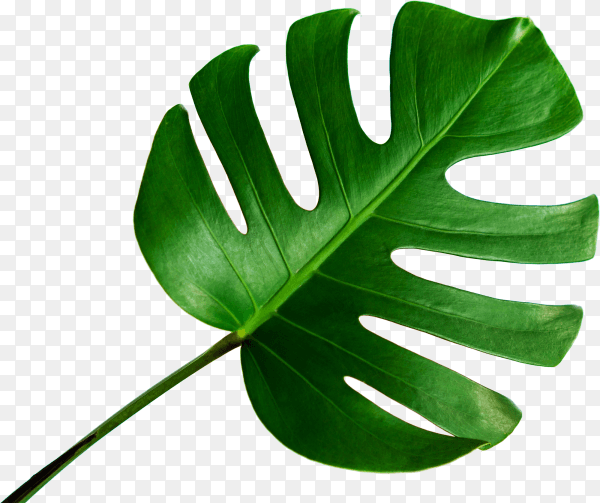 Monstera leaf isolated on transparent background PNG