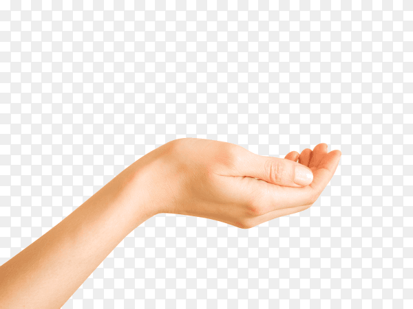 One elegant female hand on transparent background PNG