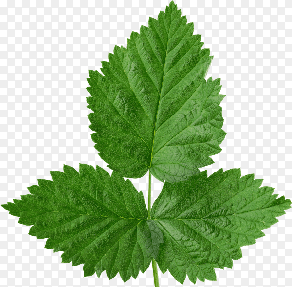 Raspberry branch with green leaves isolated on transparent background PNG