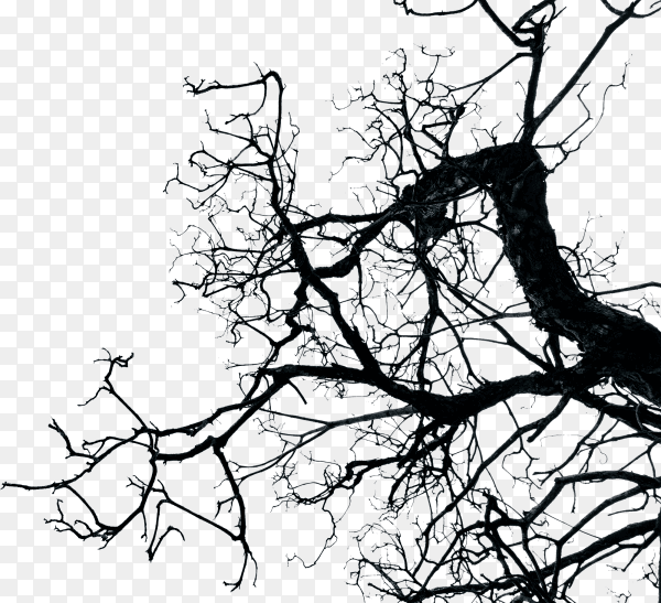 Silhouette dead tree isolated on transparent background PNG
