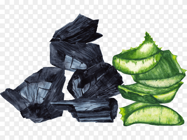 Slices aloe vera plant and charcoal on transparent background PNG