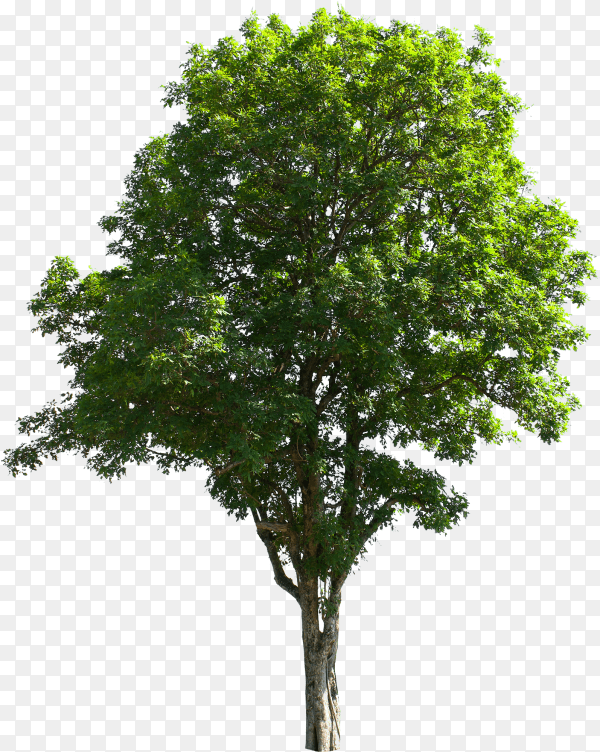 Tree isolated on transparent background PNG