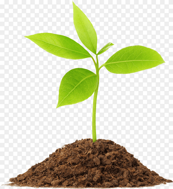 Young green plant grows from piles oil isolated on transparent background PNG