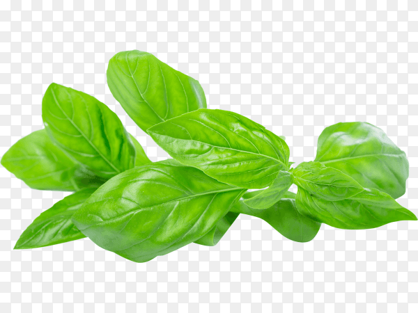 Close up of fresh green basil herb leaves isolated on transparent background PNG