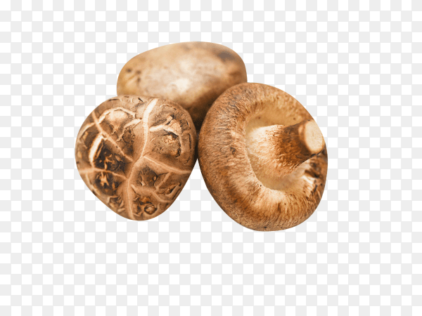 Fresh mushrooms isolated on transparent background PNG
