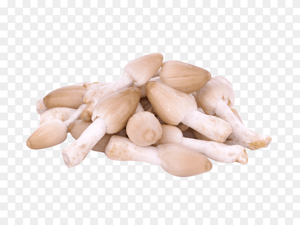 Mushroom isolated on transparent background PNG